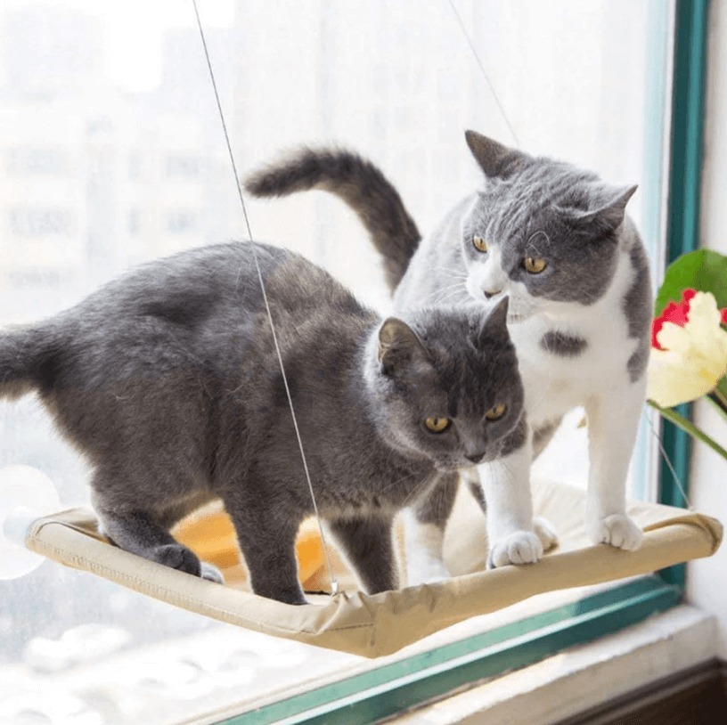 LazyCat - Raam hangmat voor katten