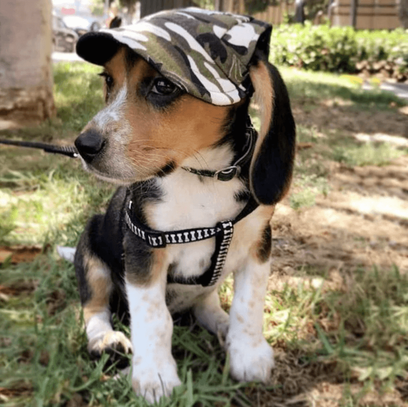 DogHat - Honden Zomerhoed