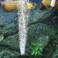 Draagbare Aquarium Zuurstofpomp - Vrijheid voor jou en jouw vissen.