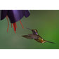 Bloemen Kolibrie Voederhuisje